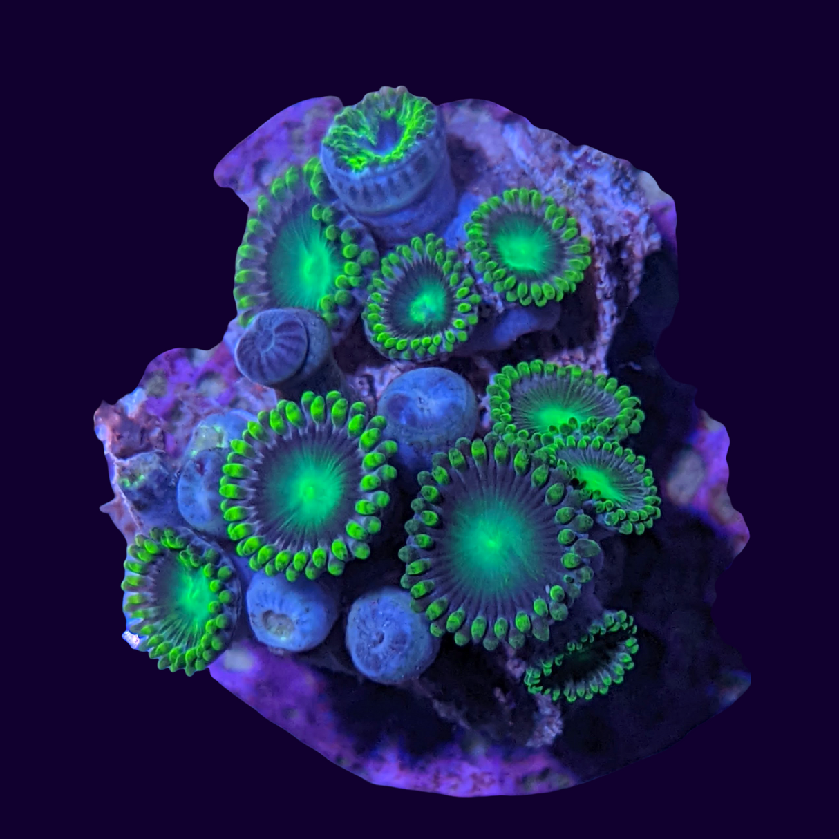 Large Zoa Frag