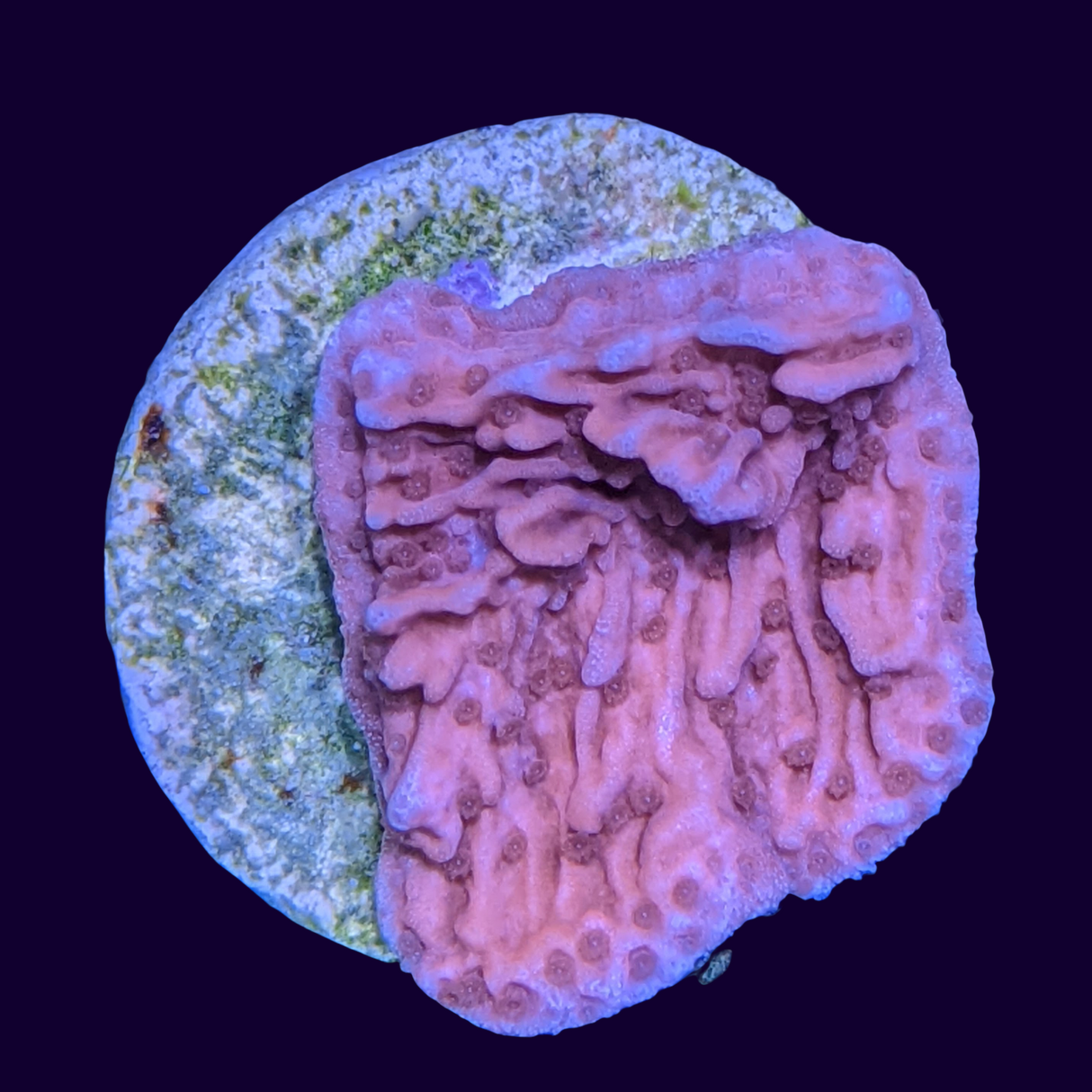 Red Montipora