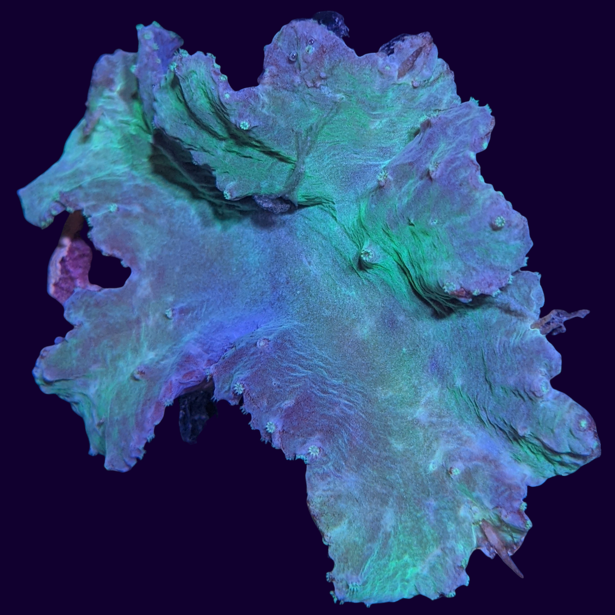 Green Sinularia Dura Cabbage Coral Mini Colony