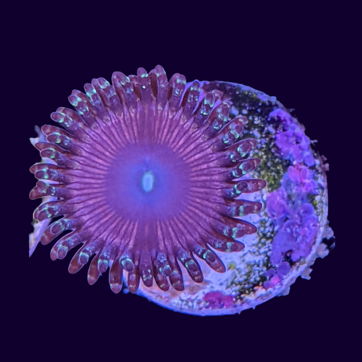 Pink Passion Zoa Frag (UK Grown)