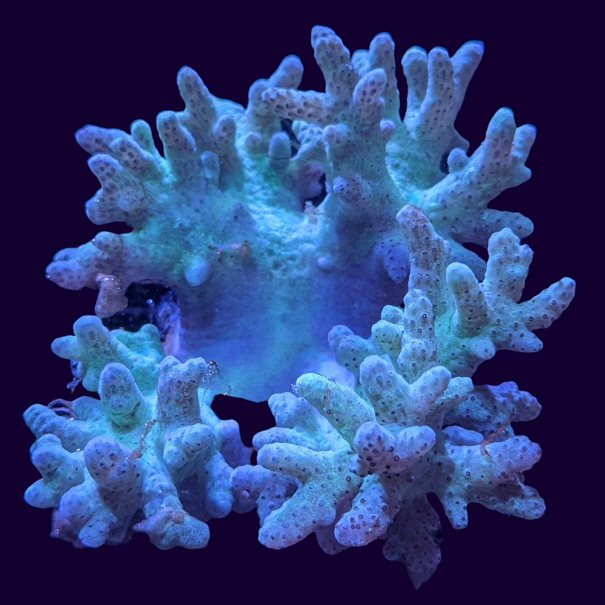 Aquacultured Green Sinularia Mini Colony