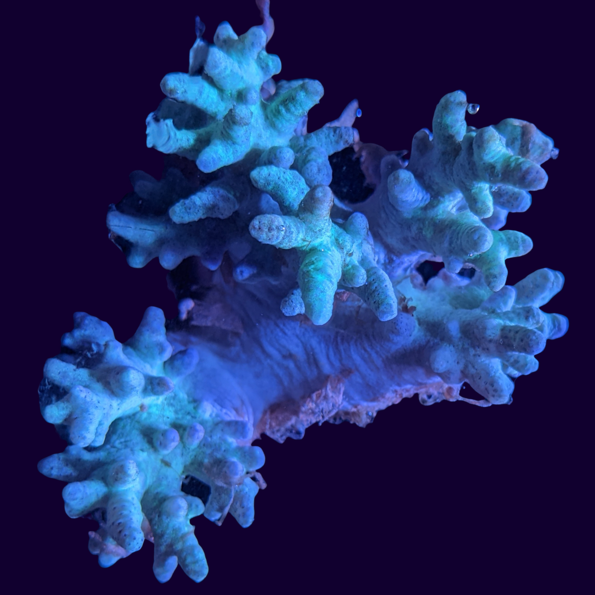 Aquacultured Green Sinularia Mini Colony