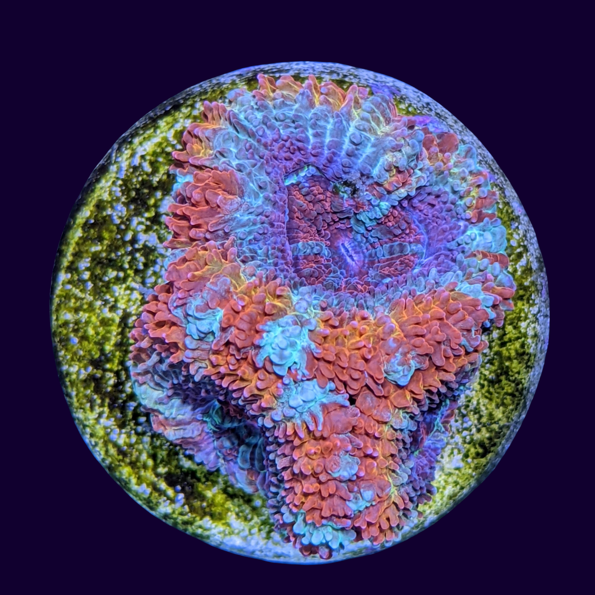 Acanthastrea Lordhowensi