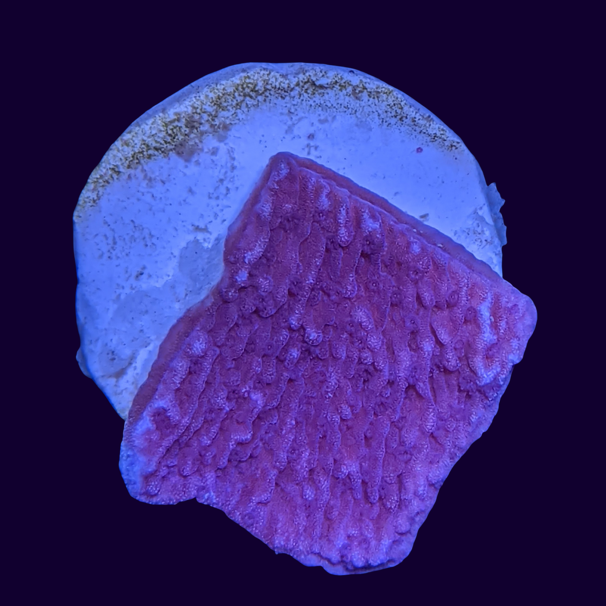 Purple Montipora