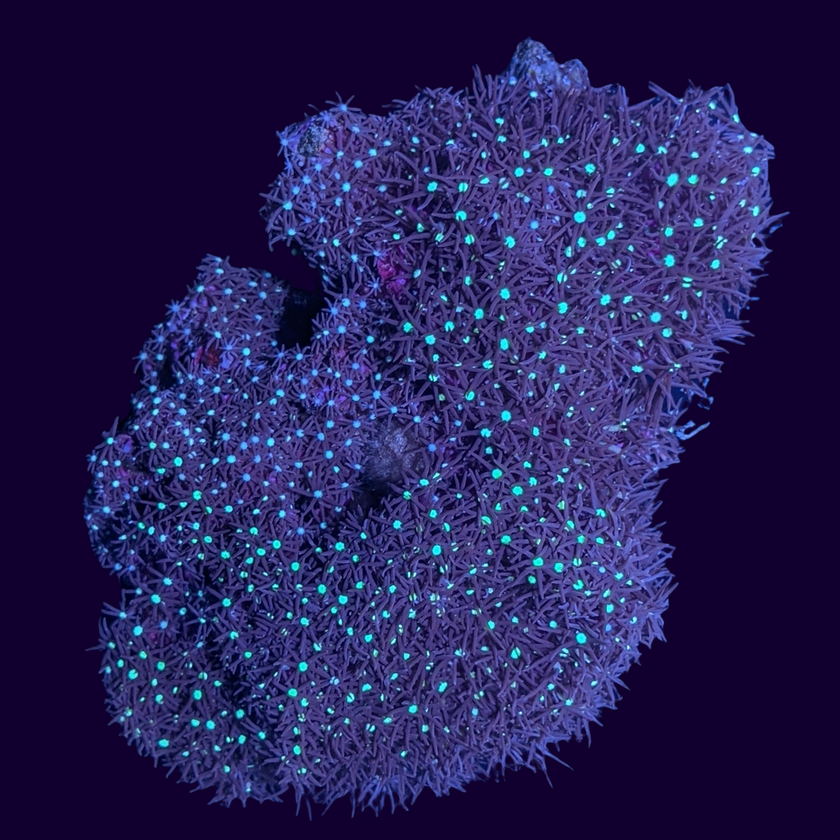 Deep Red Star Polyp Colony