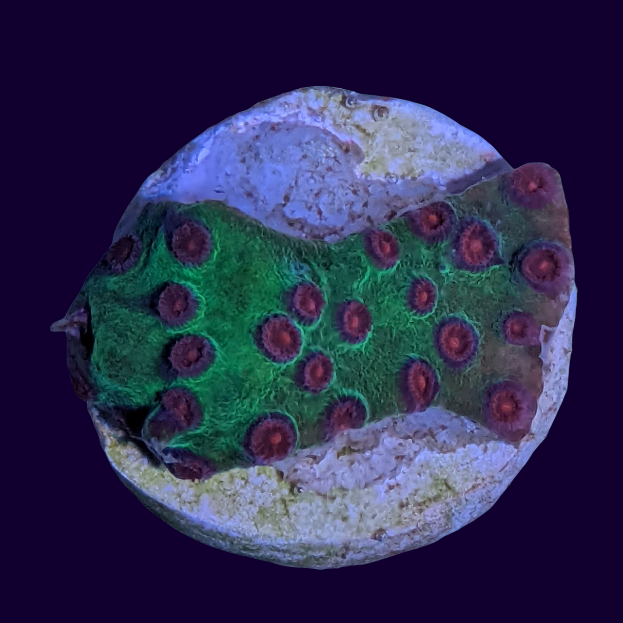 Jingle Bells Cyphastrea
