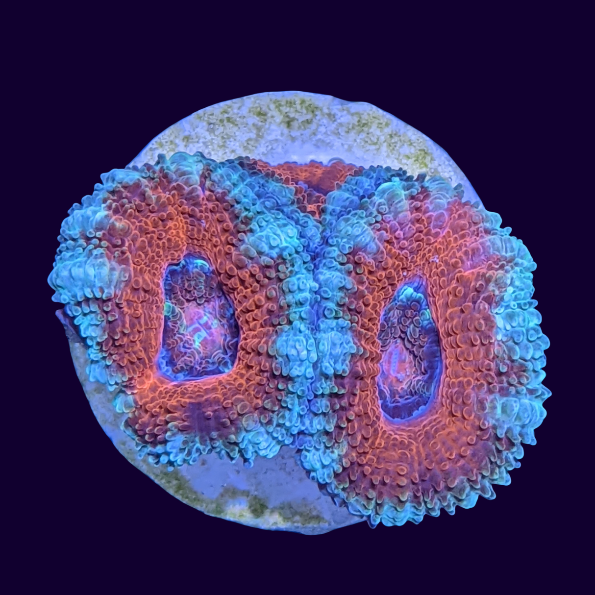 Acanthastrea Lordhowensi