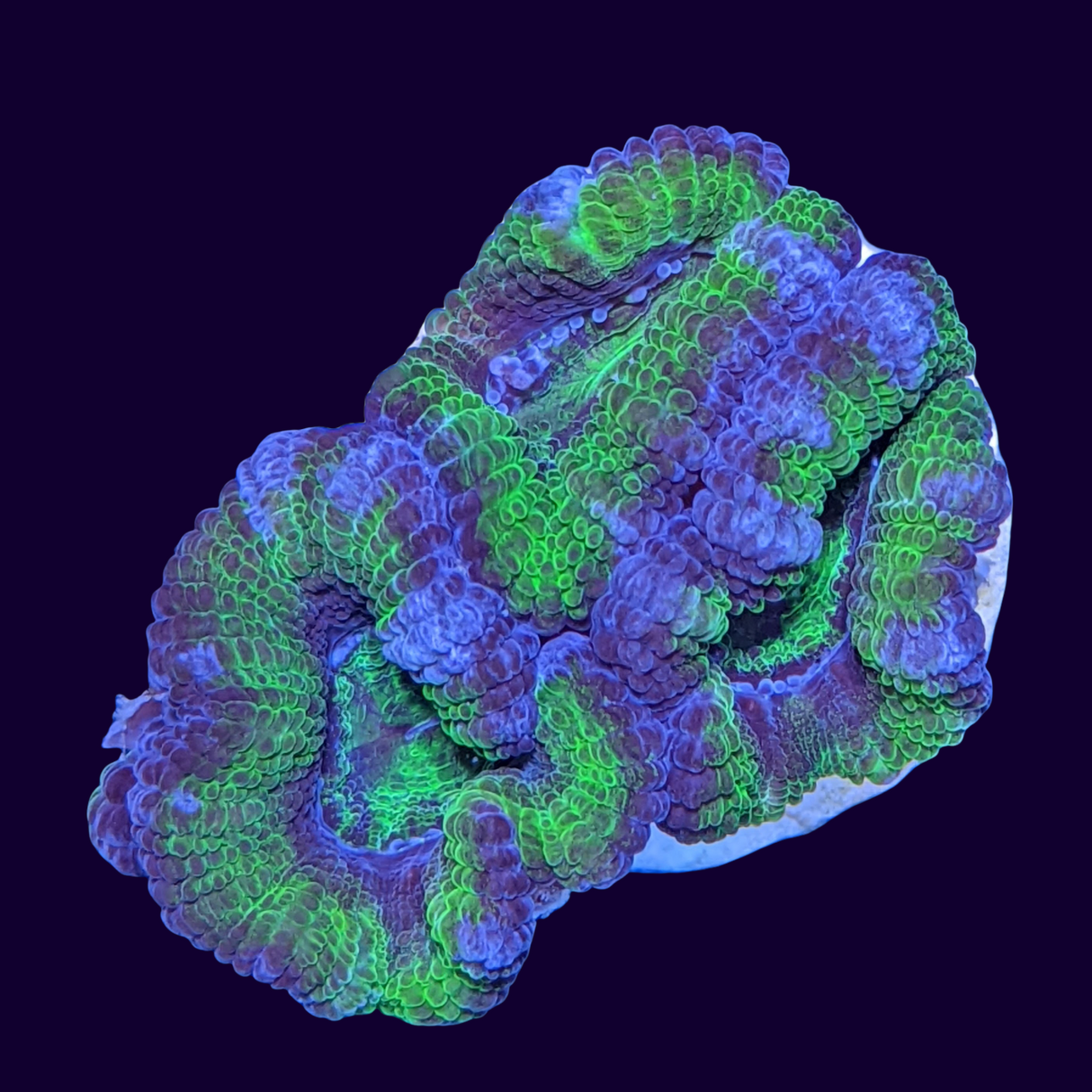 Acanthastrea Lordhowensi