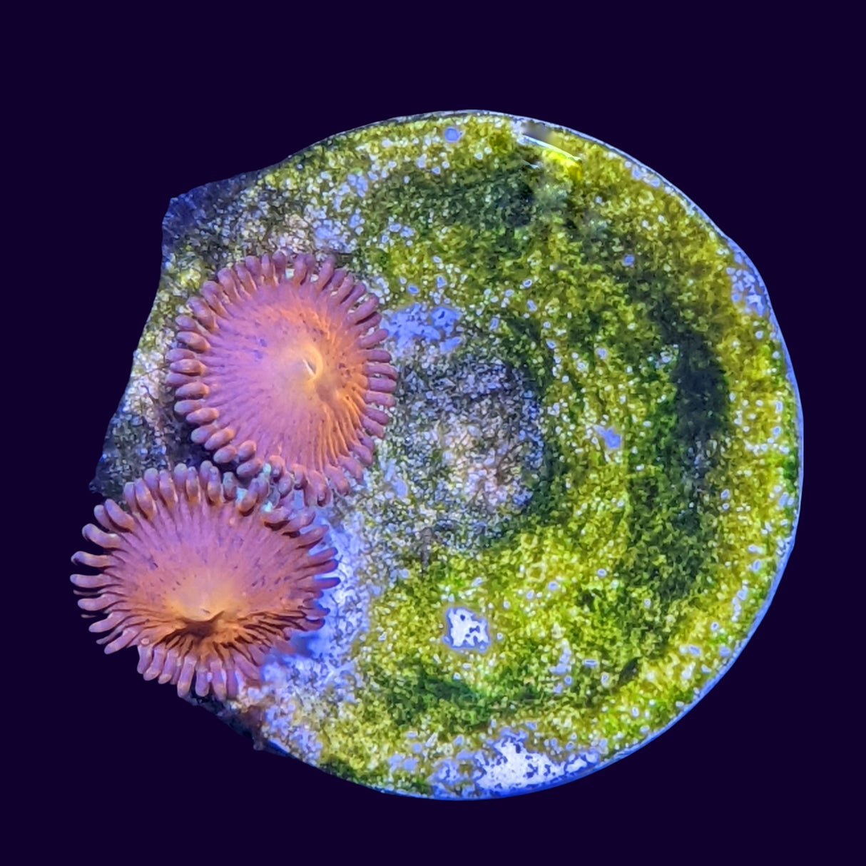 Aussie Red Zoa Frag