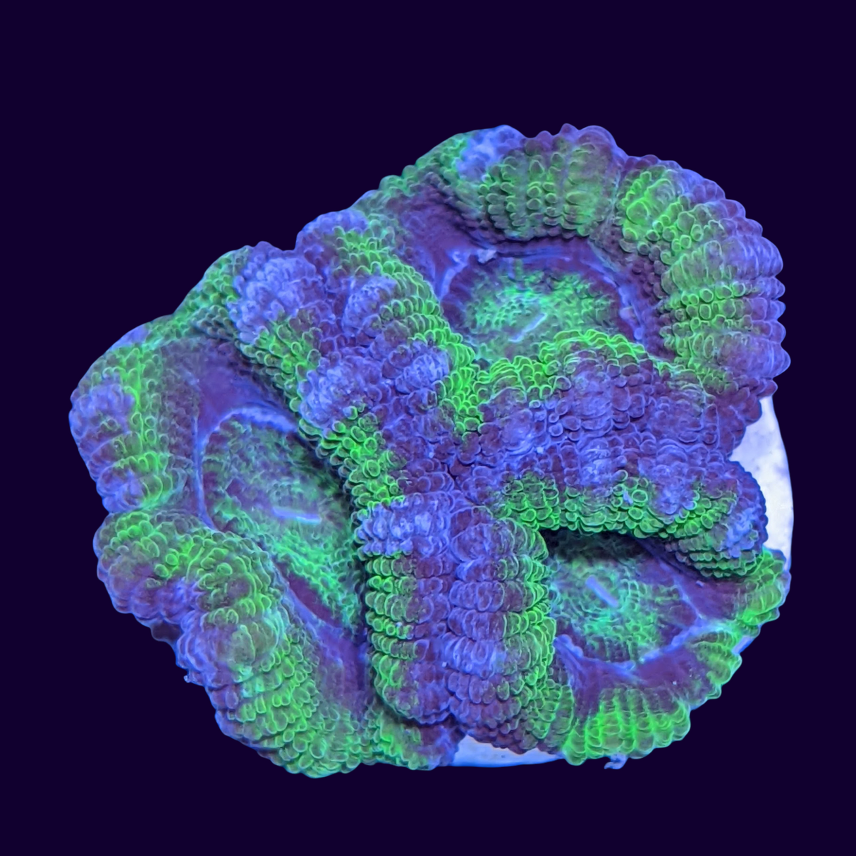 Acanthastrea Lordhowensi