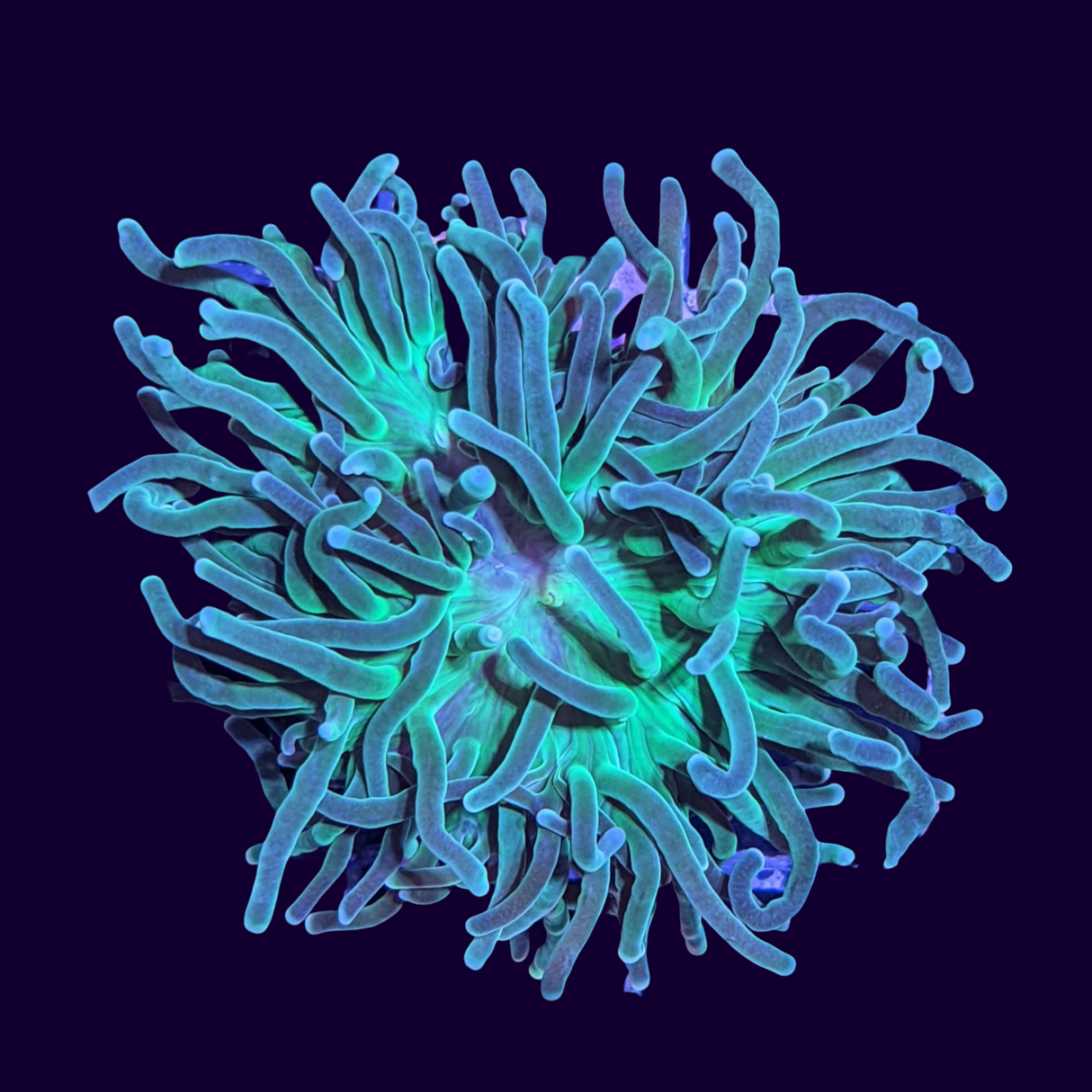 1 Head Large Green Torch Frag