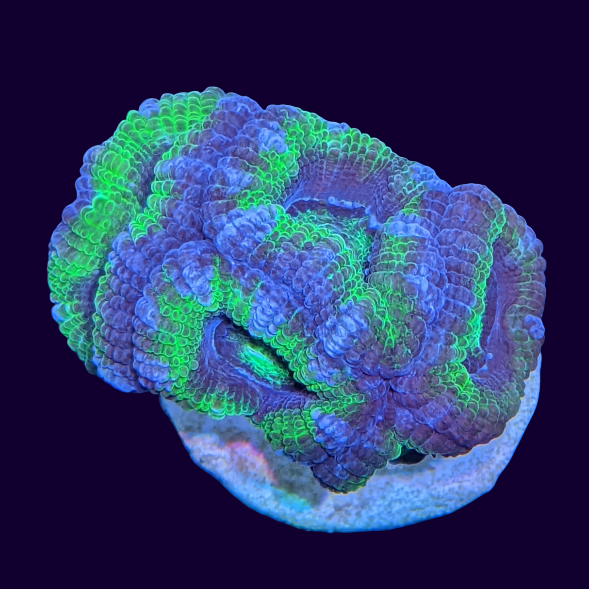 Acanthastrea Lordhowensi