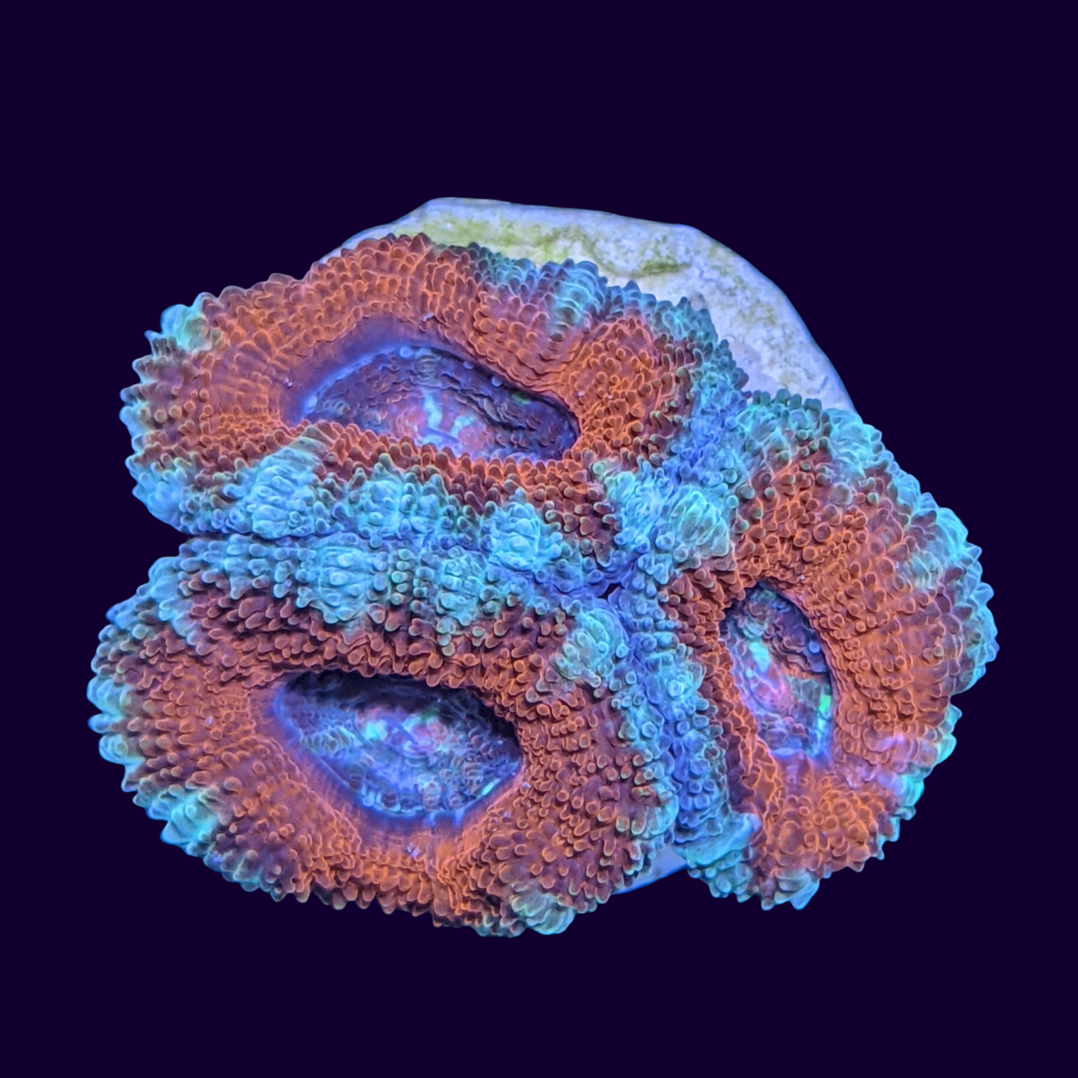 Acanthastrea Lordhowensi