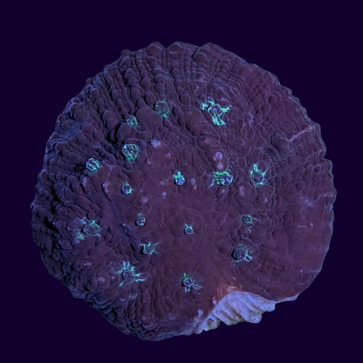 Orion's Maze Chalice (UK Grown)