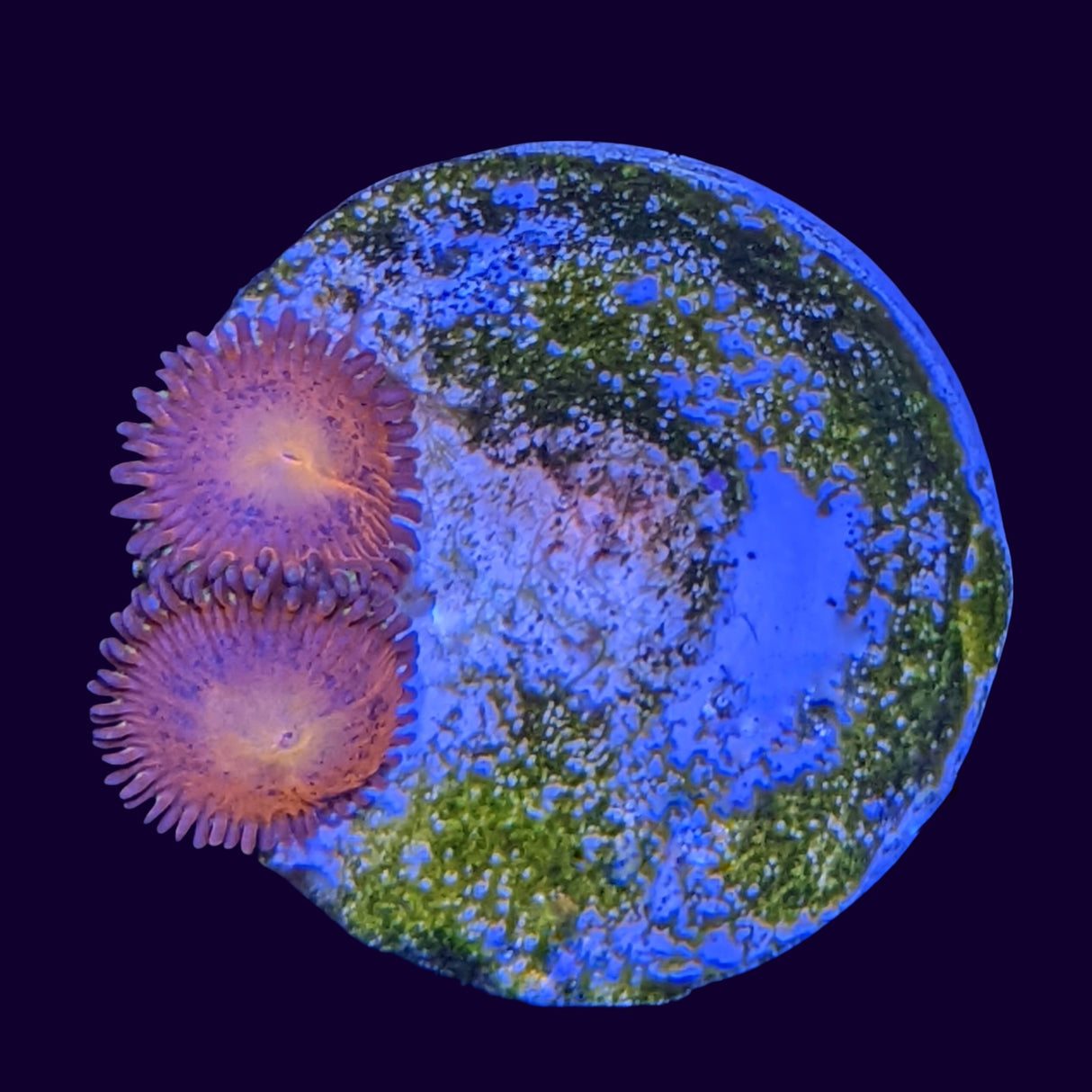 Aussie Red Zoa Frag