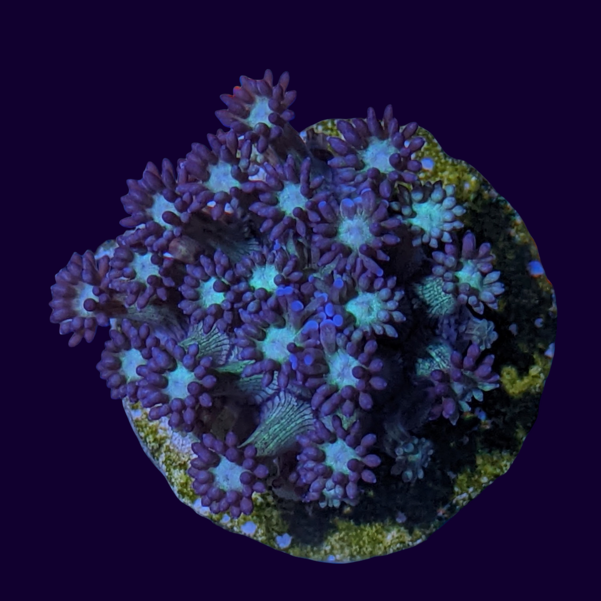 Goniopora Frag