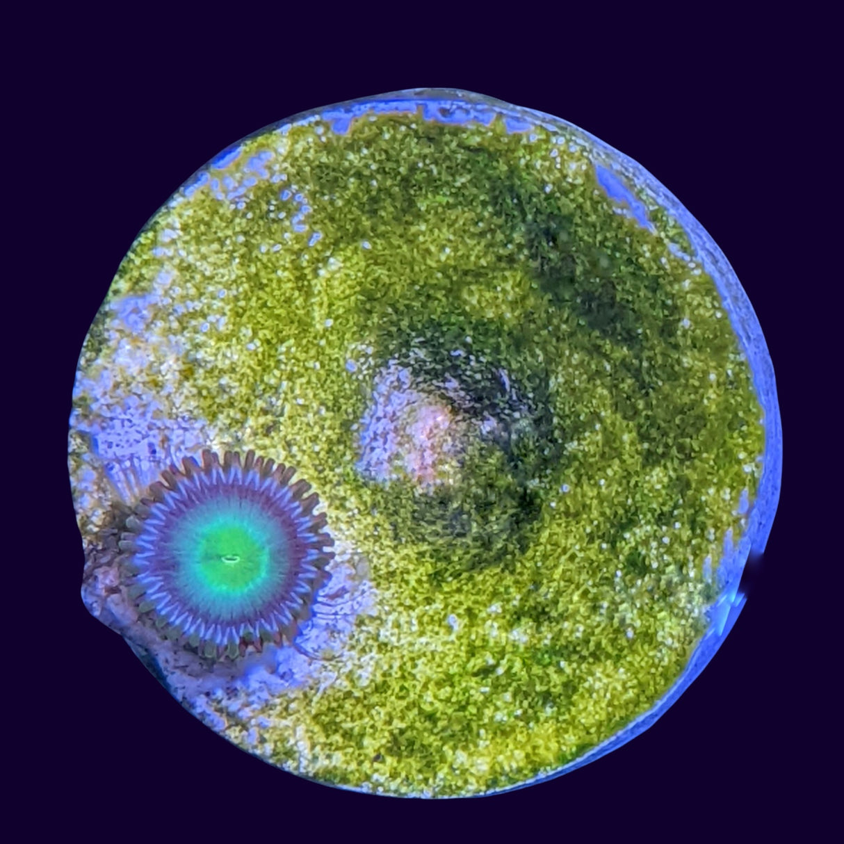 Aussie Green Zoa Frag