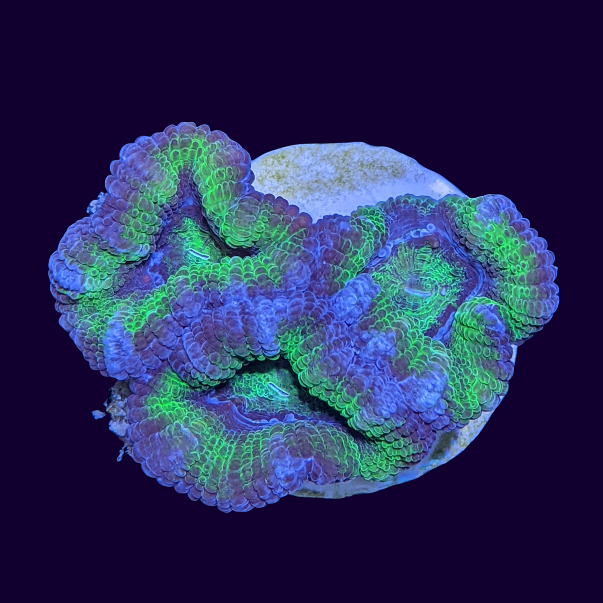 Acanthastrea Lordhowensi