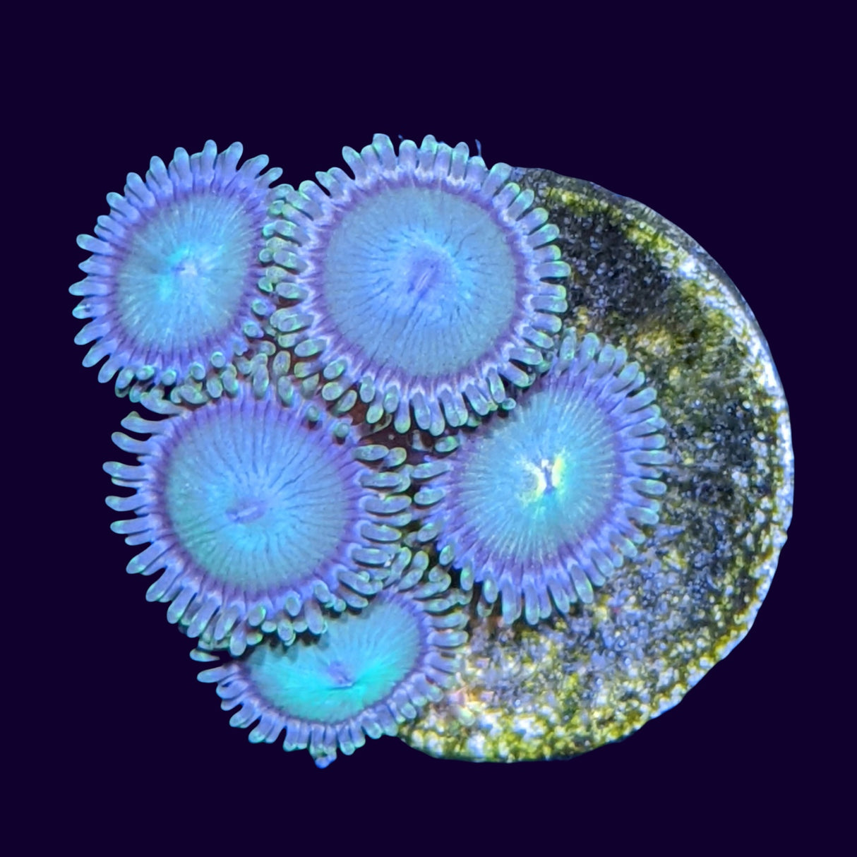 Aussie Green Zoa Frag
