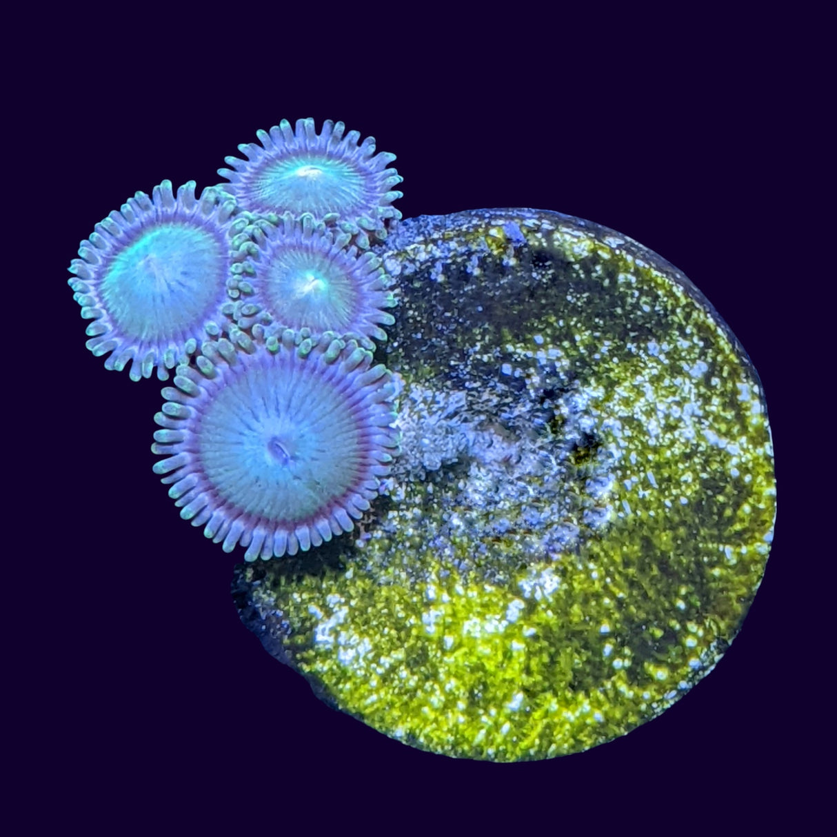 Aussie Green Zoa Frag