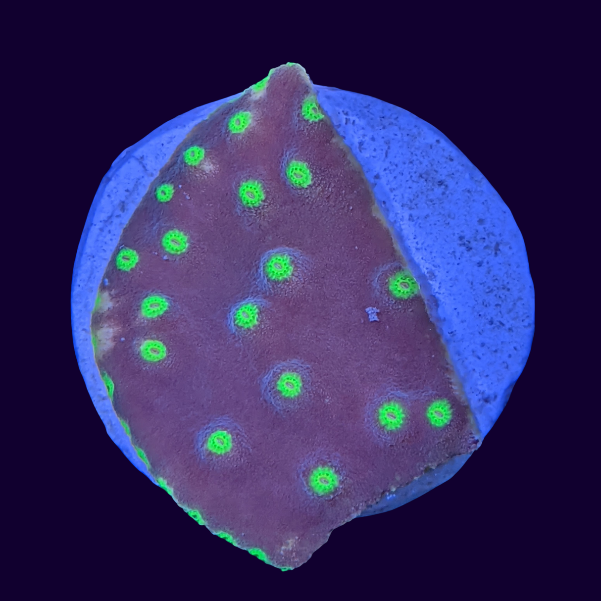 Hollywood Stunner Chalice