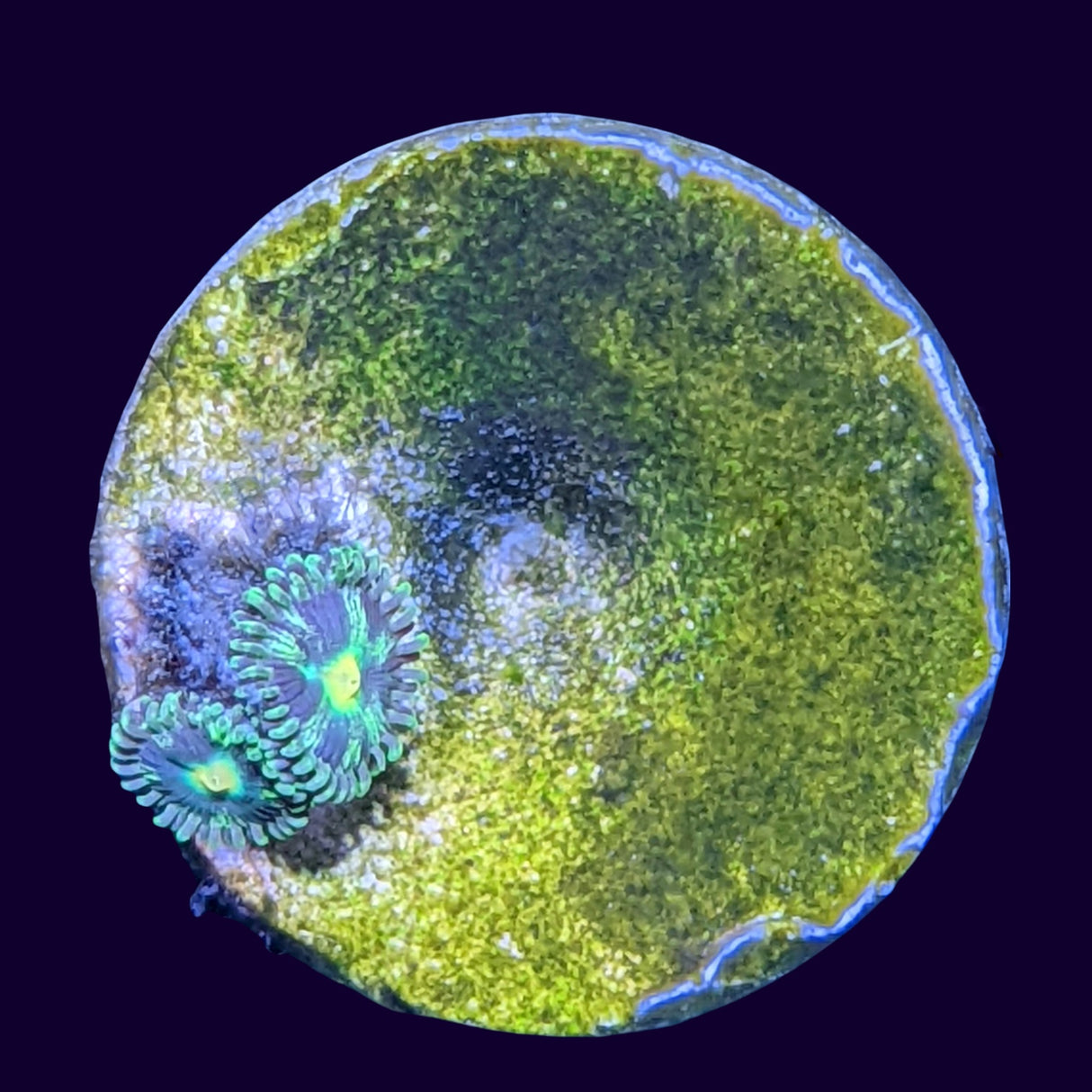 Aussie Pinwheel Zoa Frag