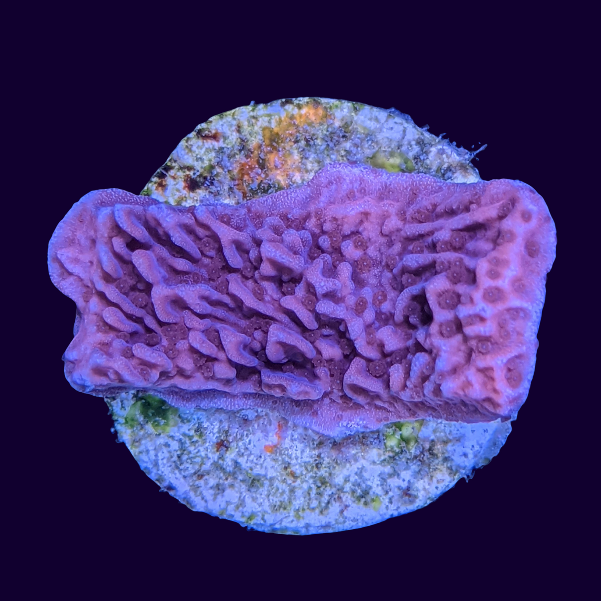 Red Montipora