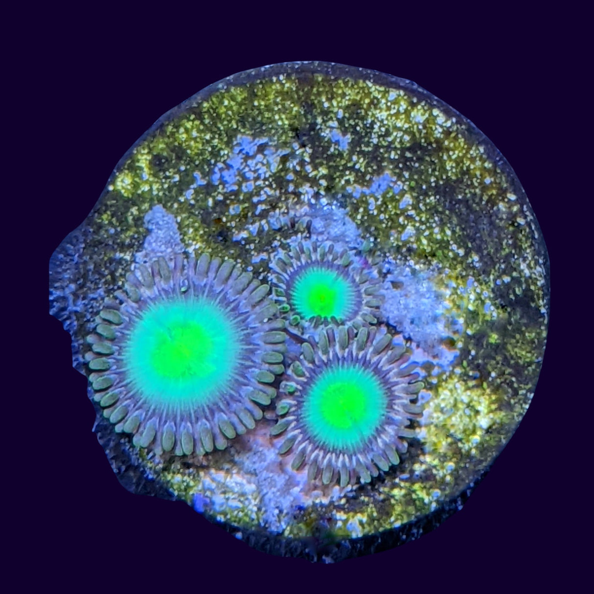 Aussie Green Zoa Frag