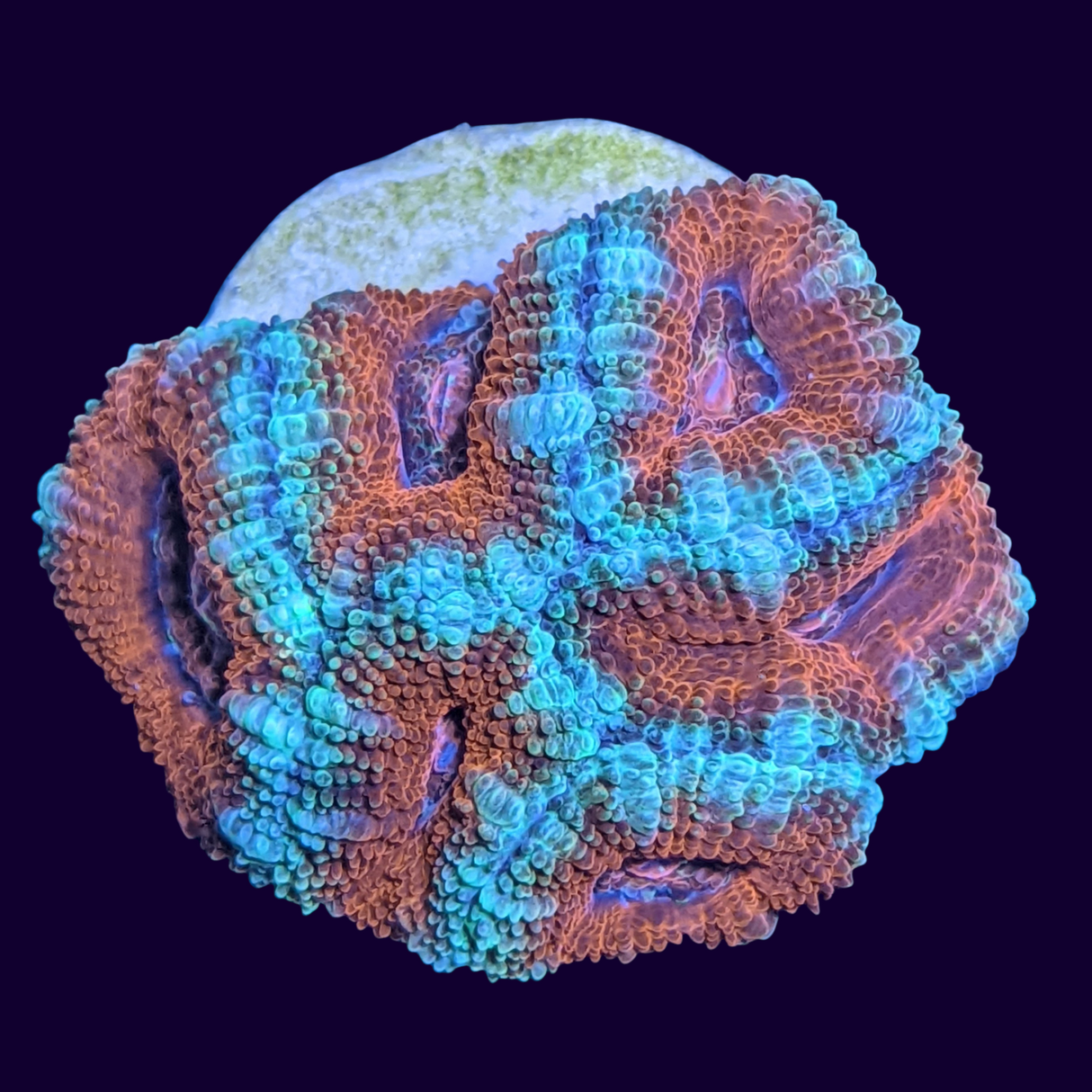 Acanthastrea Lordhowensi