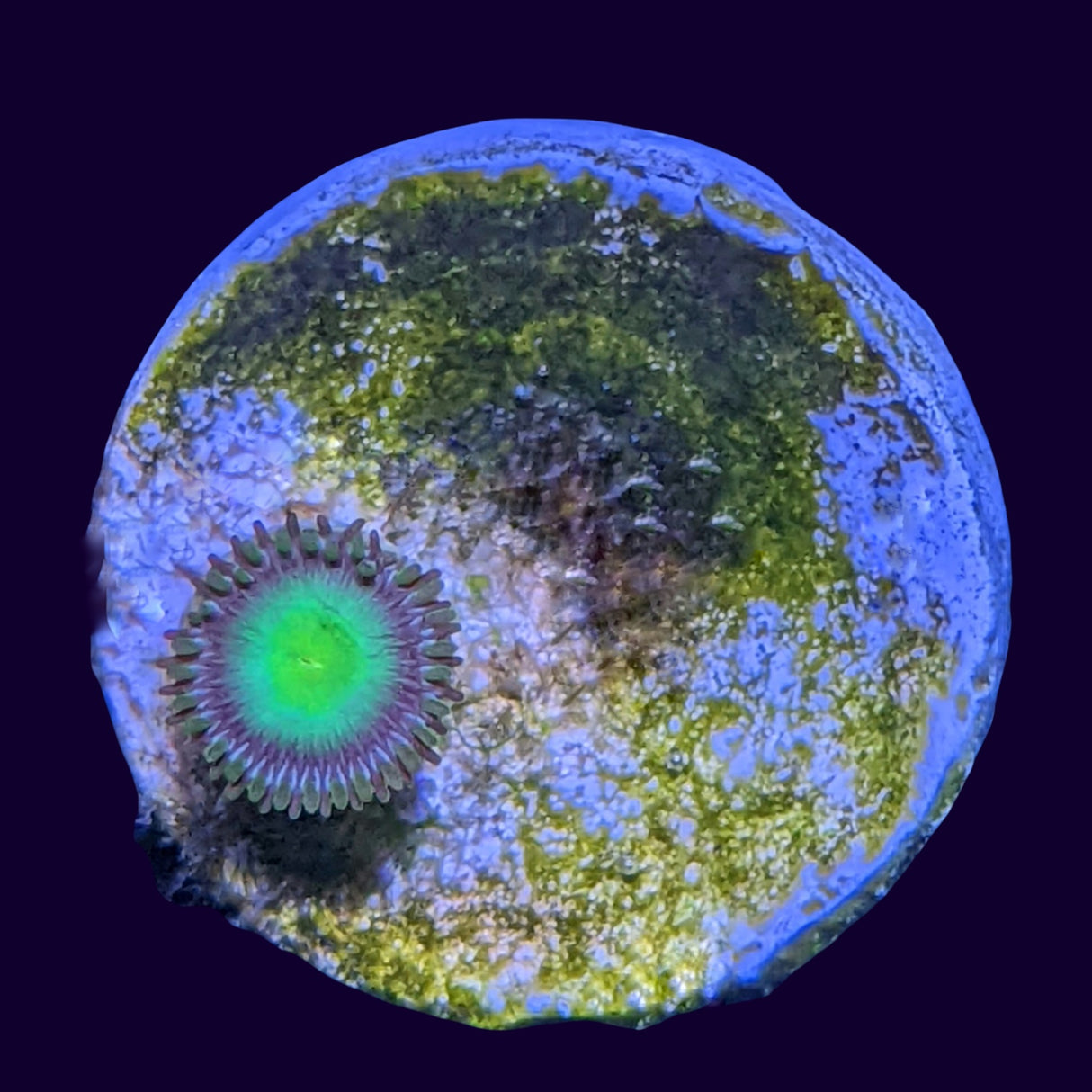 Aussie Green Zoa Frag