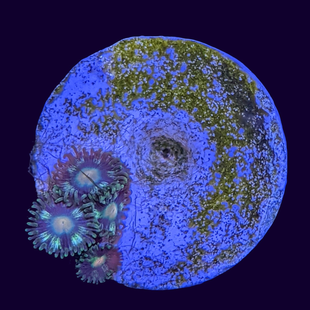 Aussie Pinwheel Zoa Frag