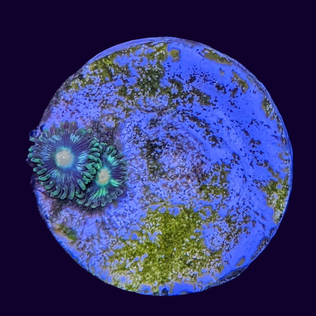 Aussie Pinwheel Zoa Frag