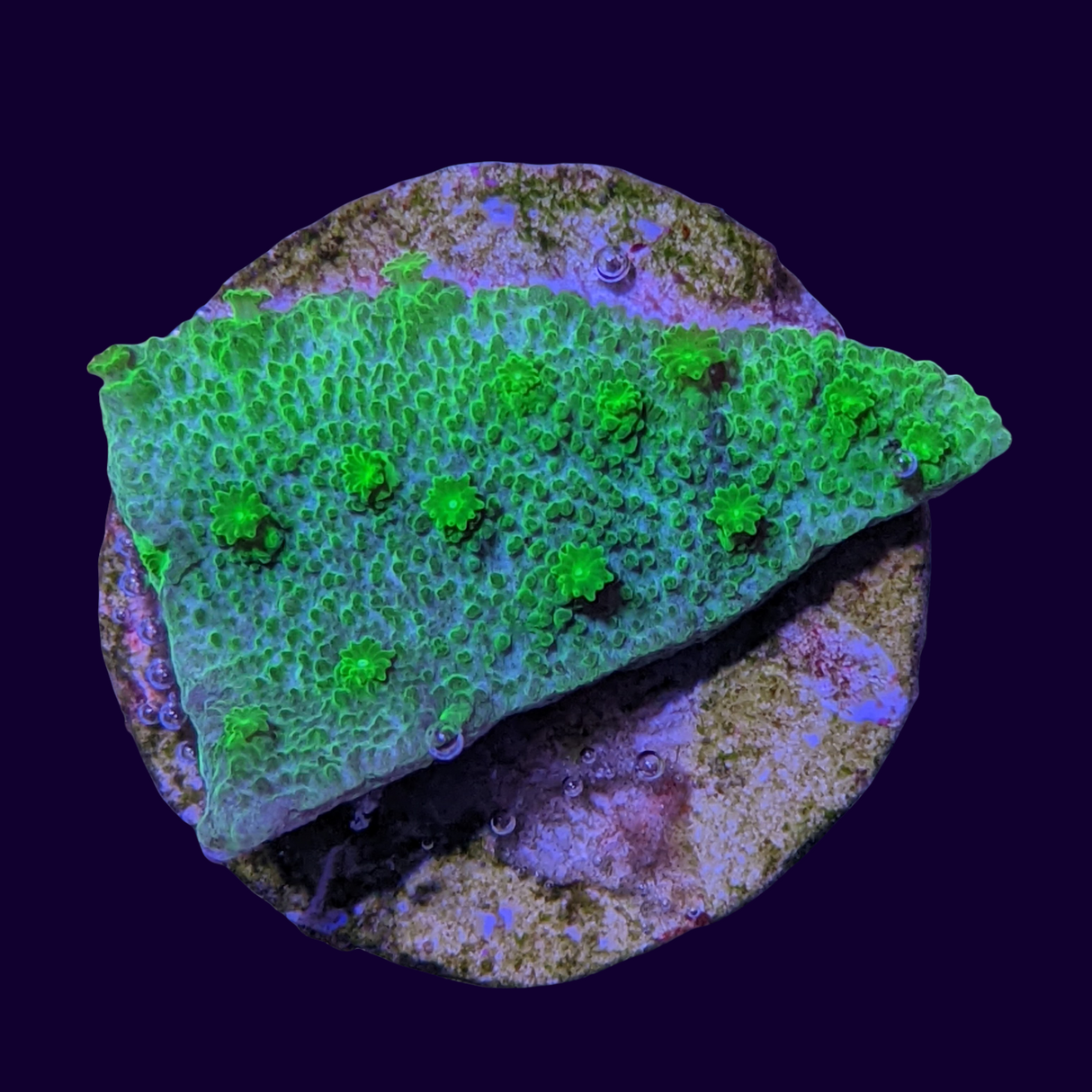 Bright Green Cyphastrea