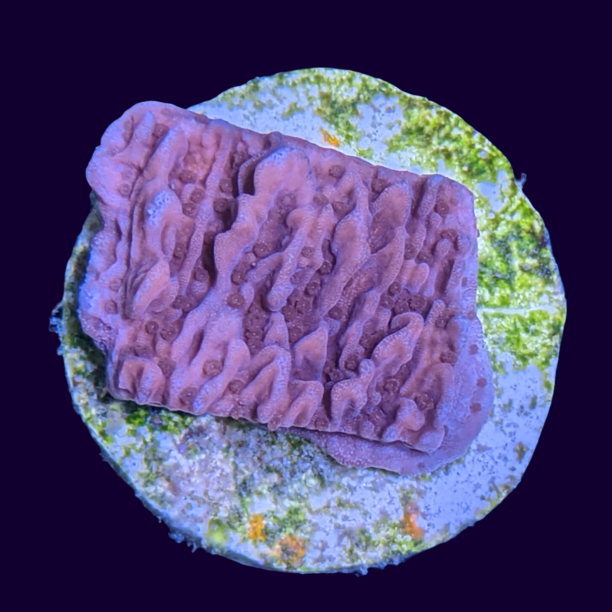Red Montipora