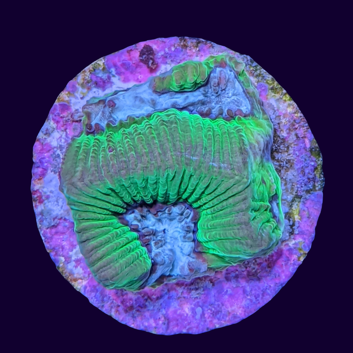 Toxic Green Blue Centre Platygyra