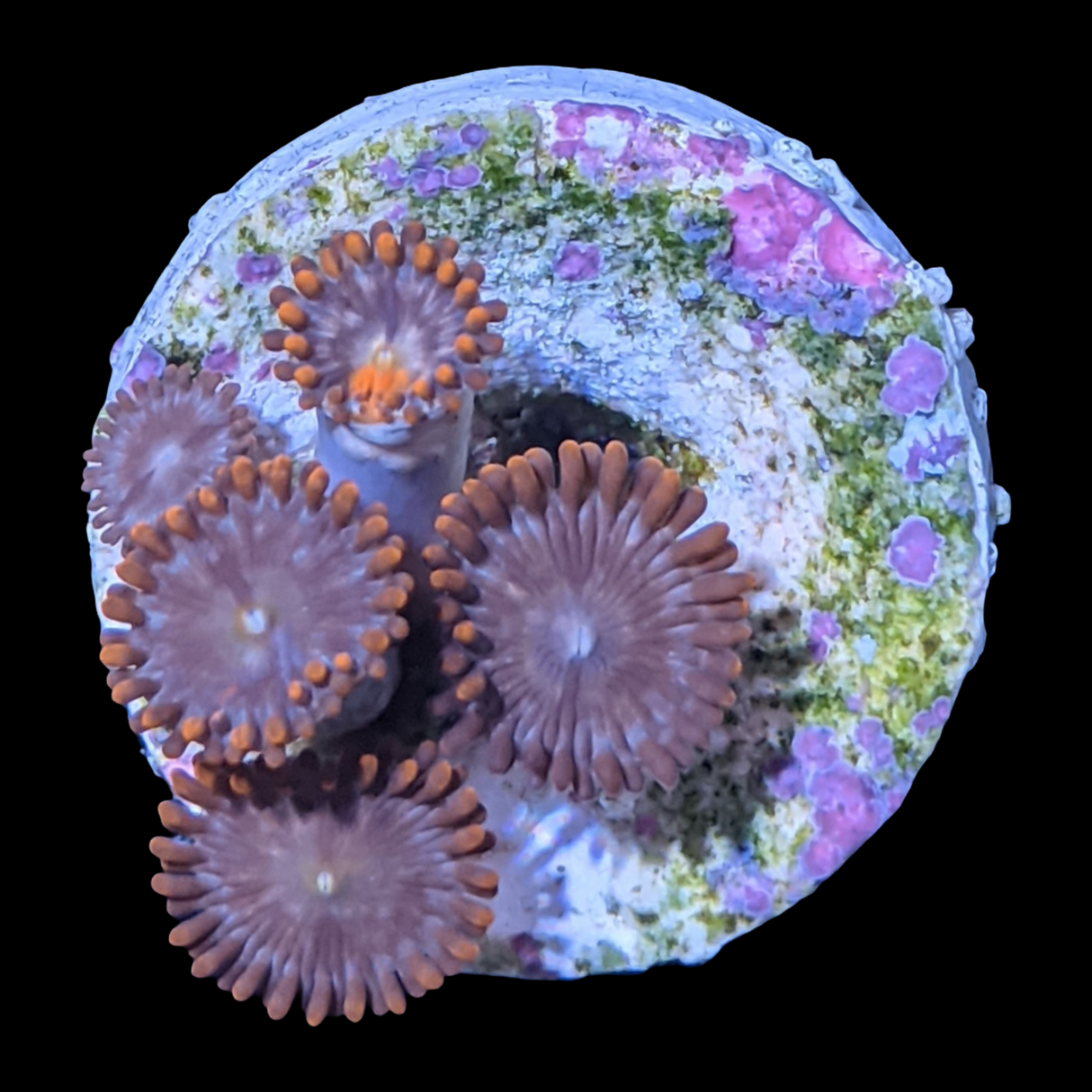 Chocolate Orange Zoa Frag