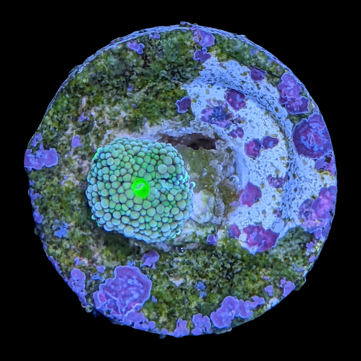 Green Ricordea Florida