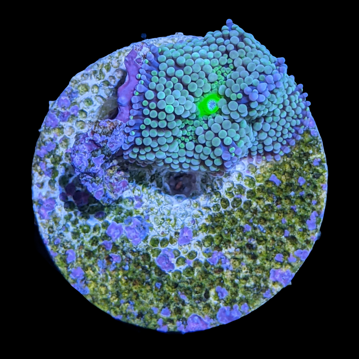 Green Ricordea Florida