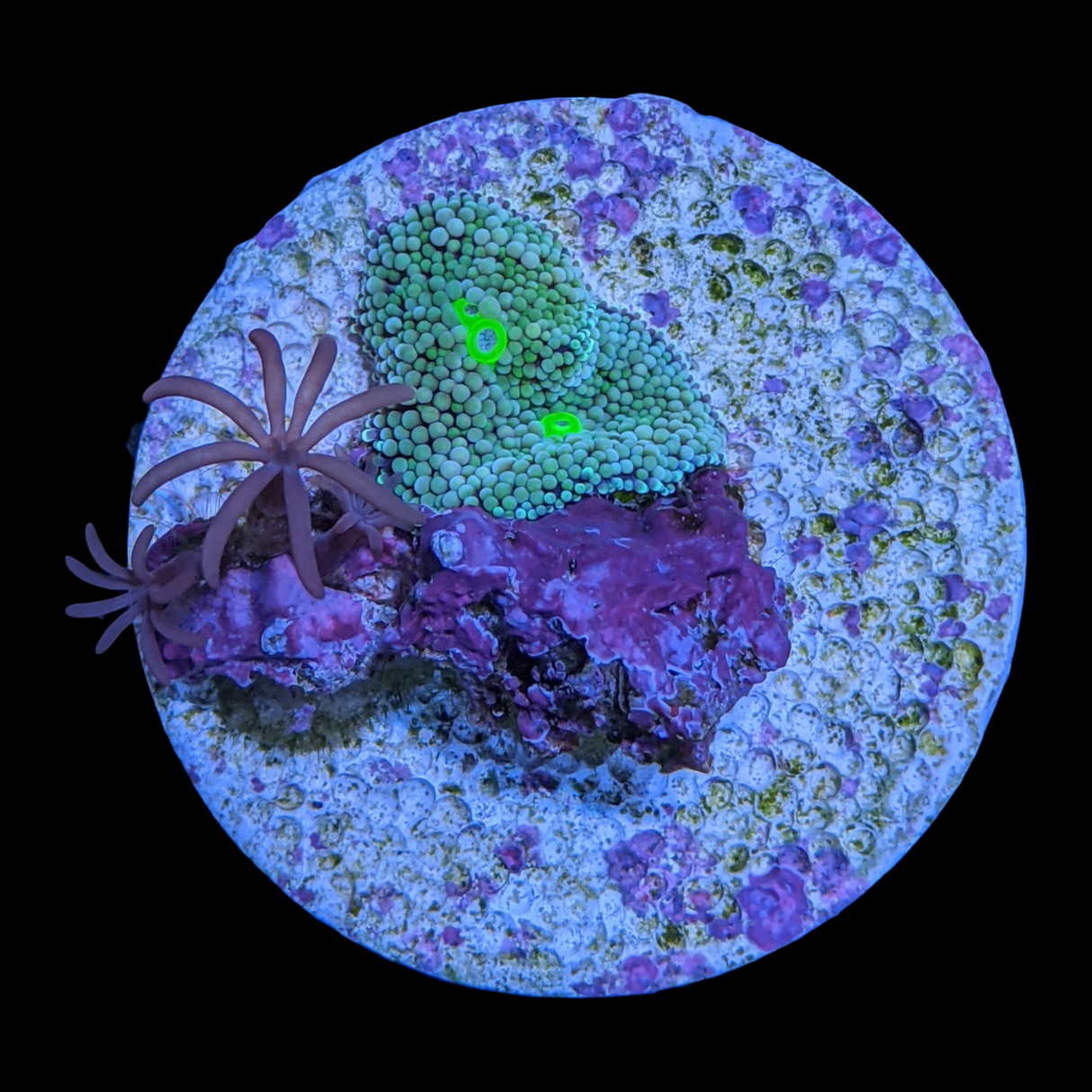 Green Ricordea Florida