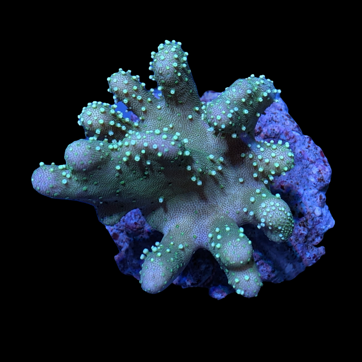 Aquacultured Green Lobophyton Leather Colony