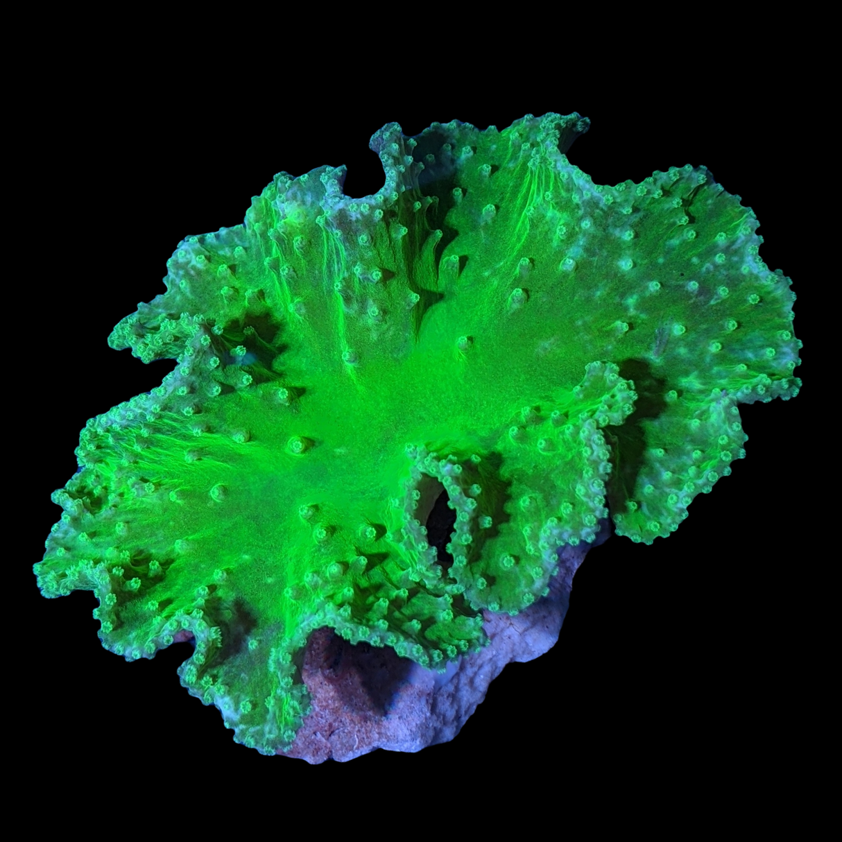 Large Neon Green Sinularia Dura Cabbage Coral Colony