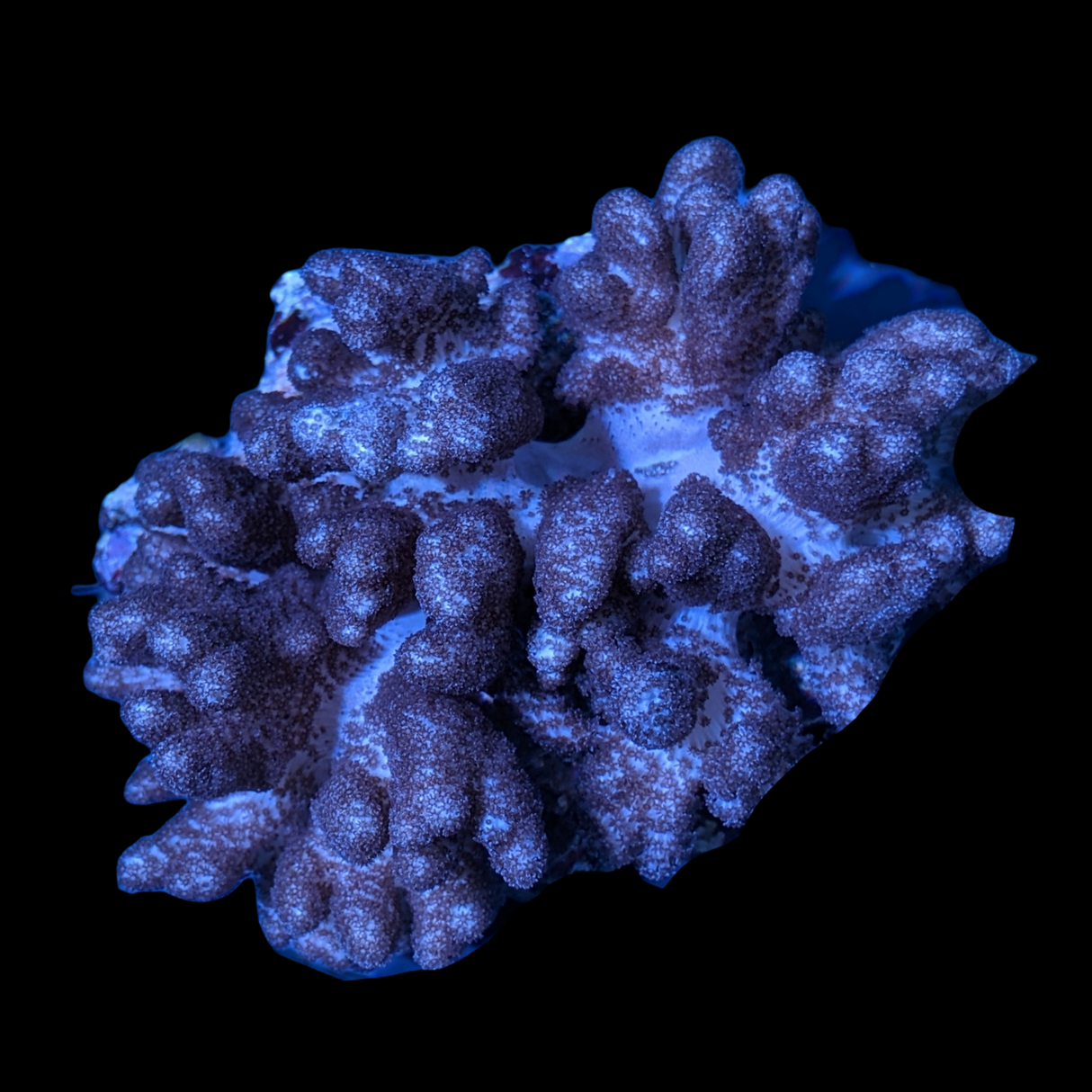 Aquacultured Nephthea Leather Colony