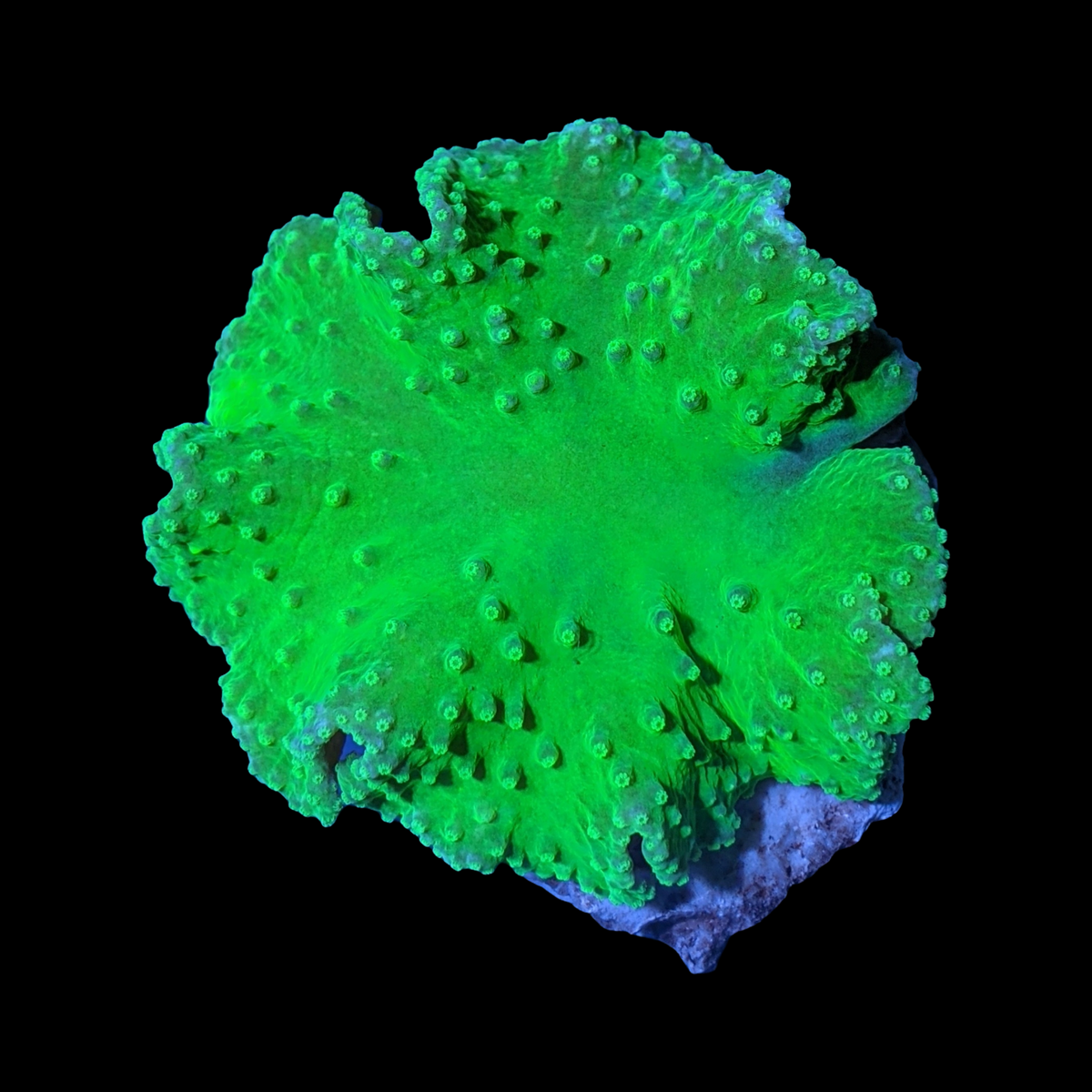 Large Neon Green Sinularia Dura Cabbage Coral Colony