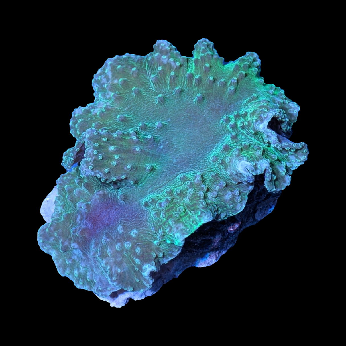 Large Green Sinularia Dura Cabbage Coral Colony