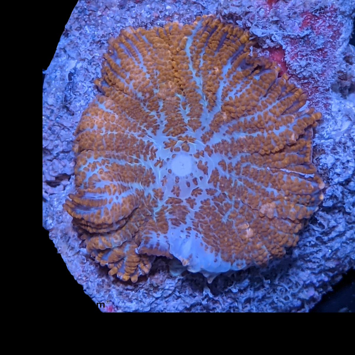 Rhodactis Mushroom