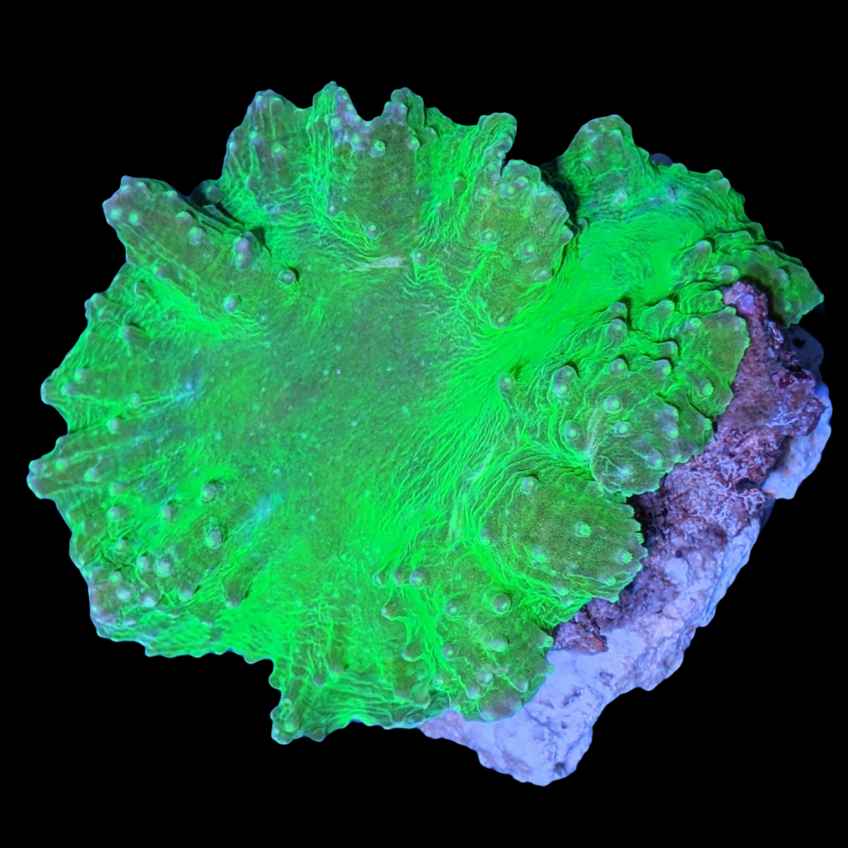 Large Neon Green Sinularia Dura Cabbage Coral Colony