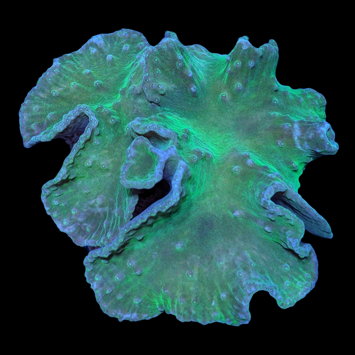 Large Green Sinularia Dura Cabbage Coral Colony