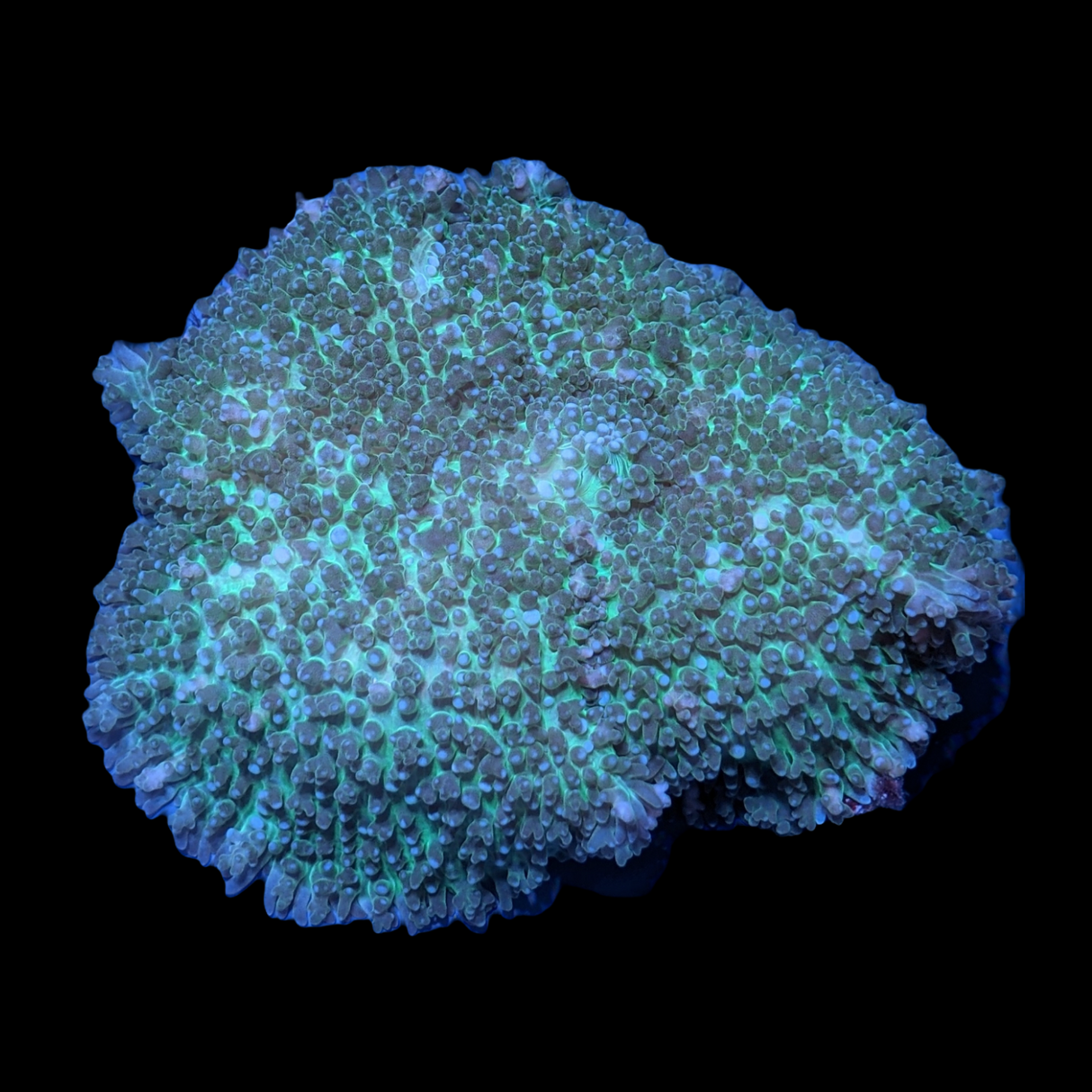 Large Rhodactis inchoata Green Mushroom
