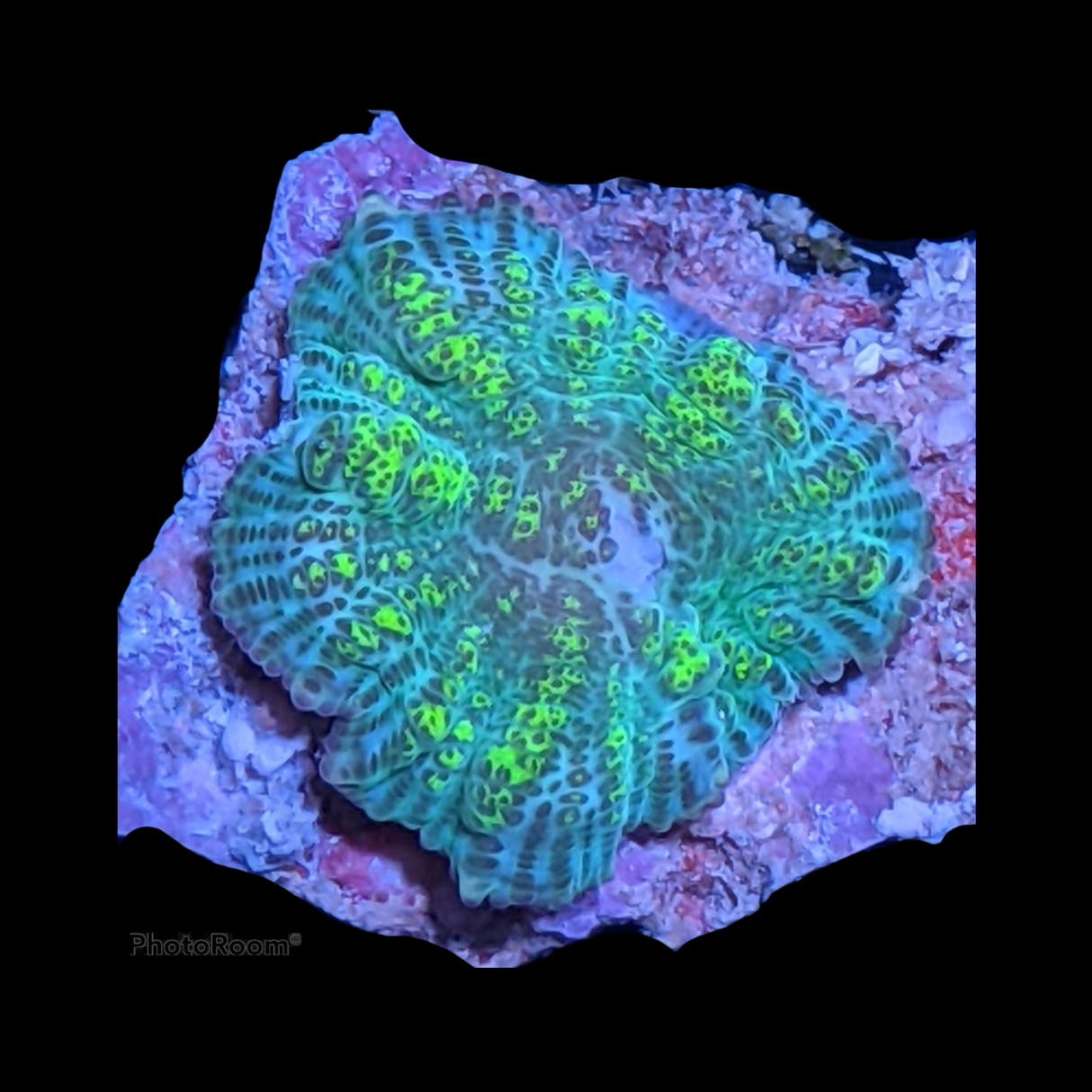Rhodactis Green Flex Mushroom