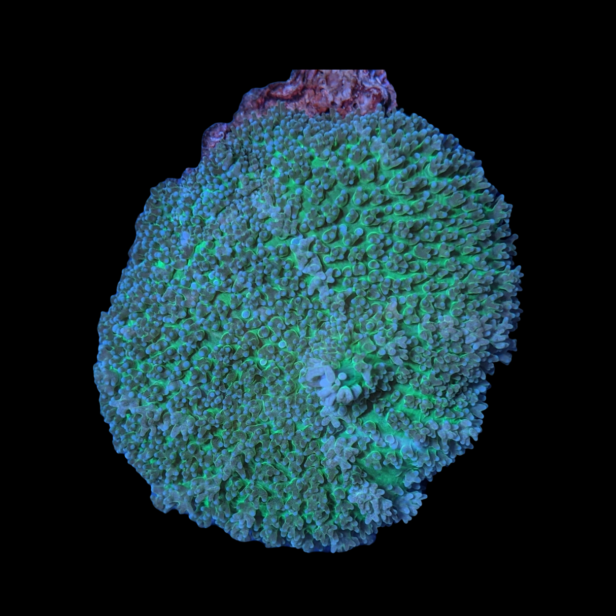 Large Rhodactis inchoata Green Mushroom